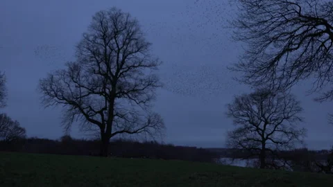 Flock of starlings flying in the evening light England UK 4K Video stock 147990071