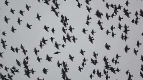 Flock of starlings flying in the winter sky Stock Footage