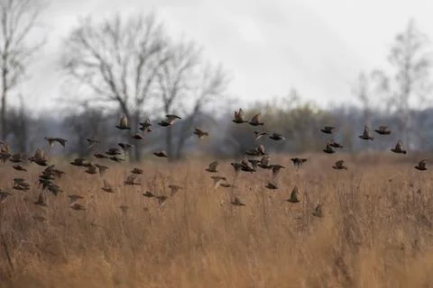 A flock of starlings Stock Photos