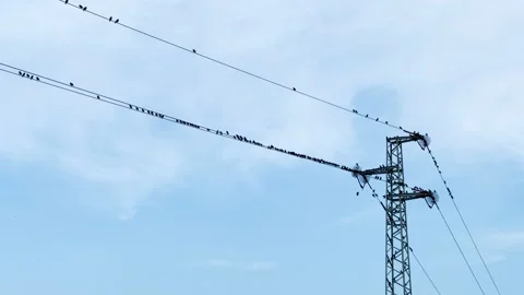 Flock of starlings on powerlines Stock Footage 221768536