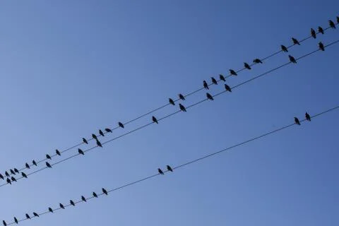 A flock of starlings sitting on the wires of the power line against the blue sky Stock Photos