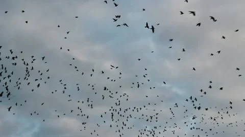 Flock of Starlings in the Sky Stock Footage