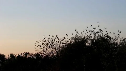 A flock of starlings in the sky Video stock 79405941