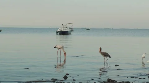 Flock of storks and white herons walk on water in search of small fish or Stockbeeldmateriaal 314948358