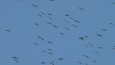 A flock of storks in the blue sky Stock Footage 284451612