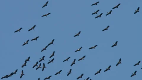 A flock of storks in the blue sky Video stock 295002102