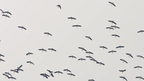 A flock of storks in the blue sky Stock Footage 296537617