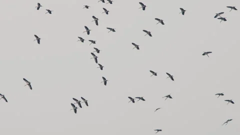 A flock of storks in the blue sky Stock Footage 302822183