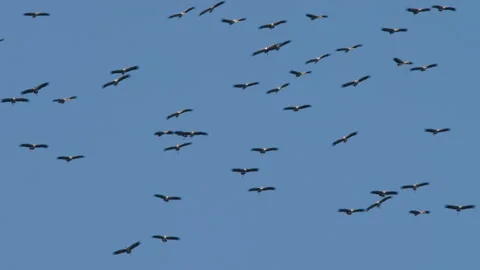 A flock of storks in the blue sky Stock Footage 303423611