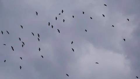 A flock of storks in a cloudy sky Stock Footage 307062007