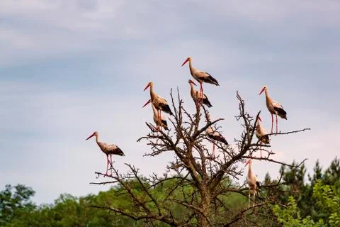 Flock of storks on the dry tree. 스톡 사진