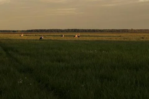 Flock of storks in field under dramatic sunset sky Stock Photos