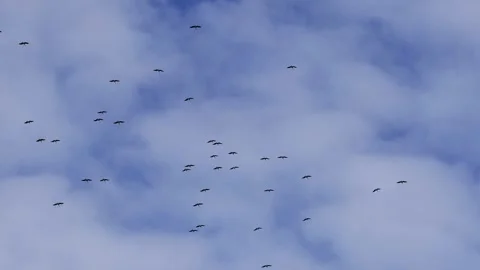 A flock of storks in flight Video stock 307061957