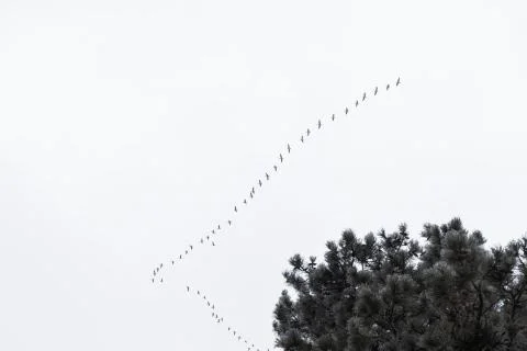 Flock of storks flying above trees in winter time Stock Photos