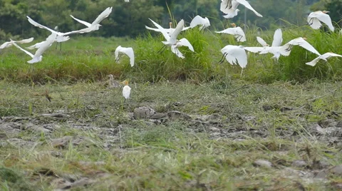 Flock of storks flying away Stock Footage 52672917