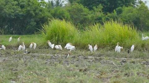 Flock of storks flying away Video stock 52673774