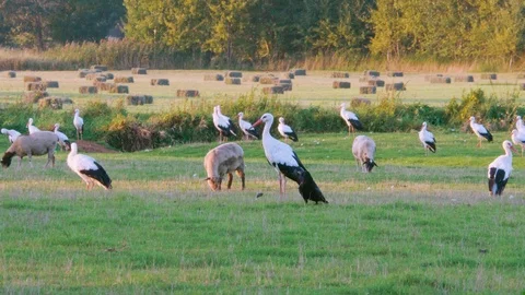 Flock of storks flying away from grassland Stock Footage