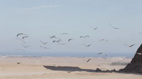 A flock of storks flying on the background of the desert and mountains Stock-Footage 39535380
