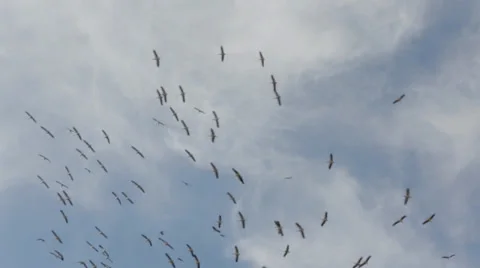 A flock of storks flying on the background of the mountains Video stock 39538900