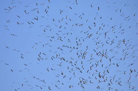 A flock of storks flying crowd Stock Photos