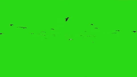 Flock of Storks Flying on Green Screen Stock-Footage 223983251