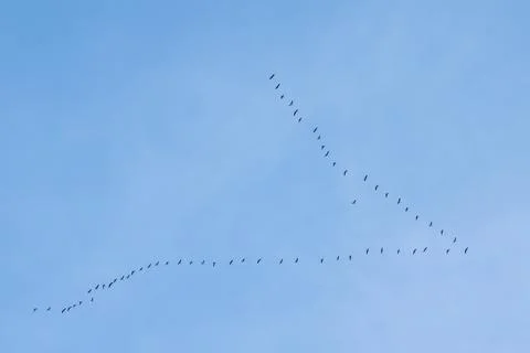 Flock of storks flying high in the sky Stock Photos