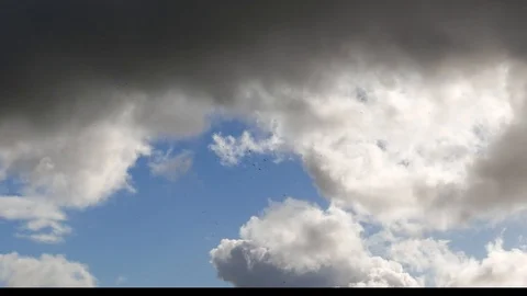 Flock of storks flying high in a stormy sky Stock Footage 99142947