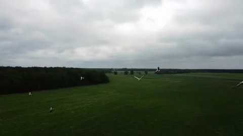 A flock of storks flying over the fields, cloudy weather, shooting from a drone Stock Footage 211365862
