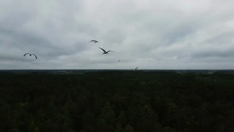 A flock of storks flying over the fields, cloudy weather, shooting from a drone Stock Footage 211365867