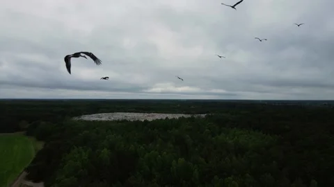 A flock of storks flying over the fields, cloudy weather, shooting from a drone Stock Footage 211366359