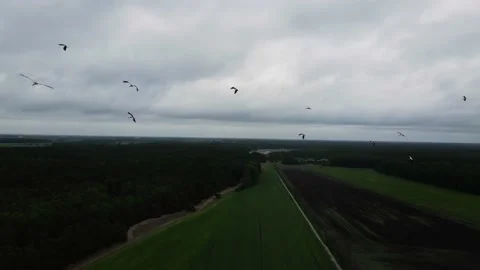 A flock of storks flying over the fields, cloudy weather, shooting from a drone Stock Footage 211366507