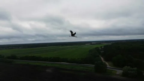 A flock of storks flying over the fields, cloudy weather, shooting from a drone Stock Footage 211366779