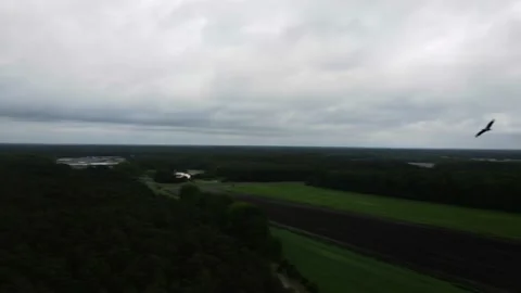 A flock of storks flying over the fields, cloudy weather, shooting from a drone Stock Footage 211367087