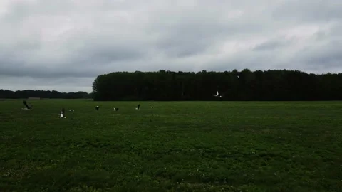 A flock of storks flying over the fields, cloudy weather, shooting from a drone Stock Footage 211367522