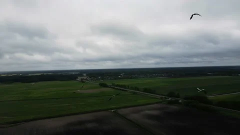 A flock of storks flying over the fields, cloudy weather, shooting from a drone Stock Footage 211367613