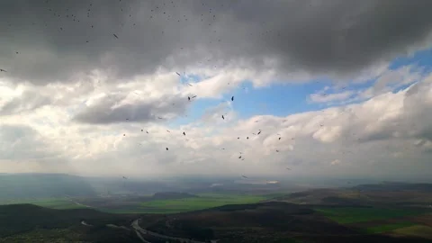 Flock of storks flying over green fields under a cloudy sky, captured from above Stock Footage 307591350