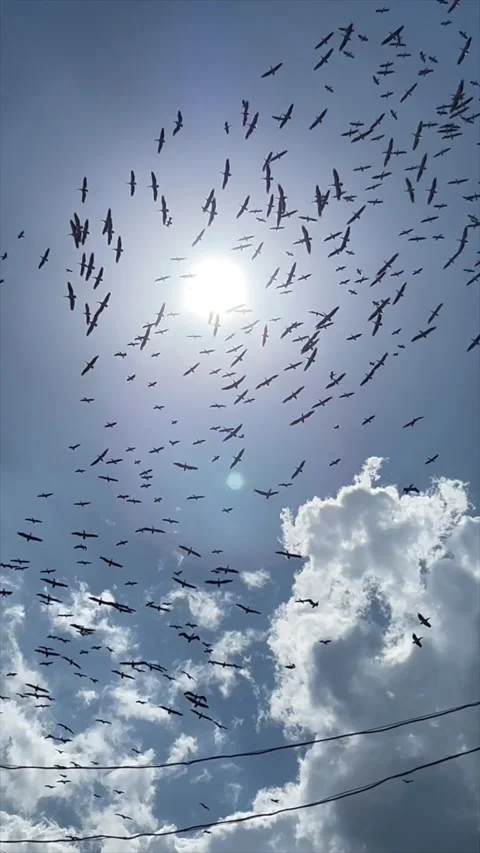 A flock of storks is flying in the sky Stock Footage 319283037