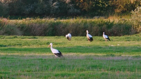 Flock of storks on grassland, some fly away Stockbeeldmateriaal 96145341