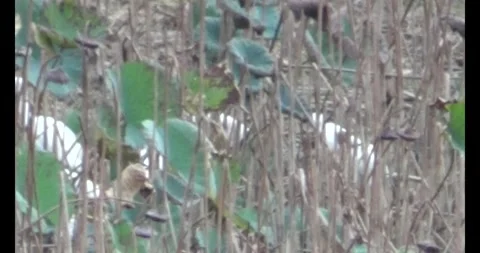 Flock storks in the nature Stock Footage 293805025