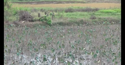 Flock storks in the nature Stock Footage 293805034