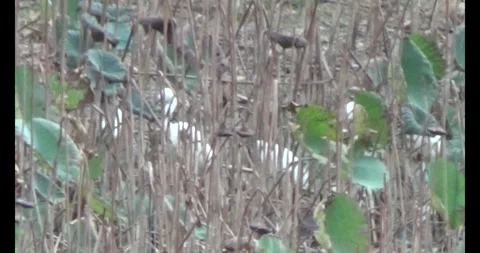 Flock storks in the nature Stock Footage 293805068