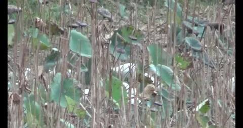 Flock storks in the nature Stock Footage 293805090