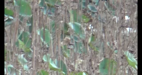 Flock storks in the nature Stock Footage 293805138
