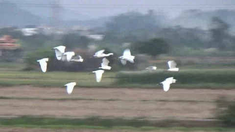 Flock storks in the nature Stock Footage 294179077