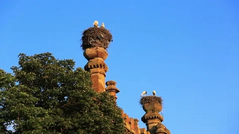 A flock of storks nests on the towers of stone columns of buildings. Stock Footage 169882204