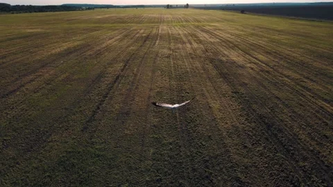 Flock of Storks in Sky, Storks Nest on a field, Birds Family Nesting Stock Footage 155758835