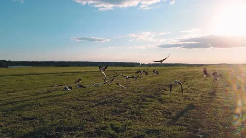 Flock of Storks in Sky, Storks Nest on a field, Birds Family Nesting Video stock 155758974