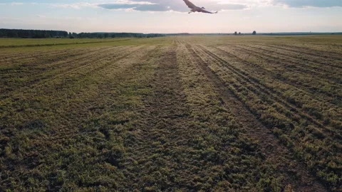 Flock of Storks in Sky, Storks Nest on a field, Birds Family Nesting, Stock Footage 155759182