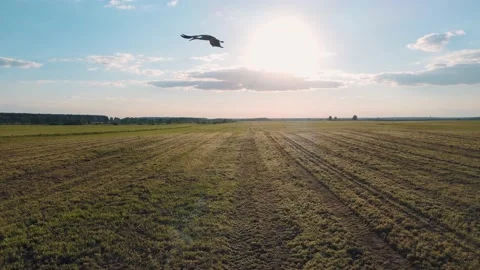Flock of Storks in Sky, Storks Nest on a field, Birds Family Nesting Stock Footage 155759270
