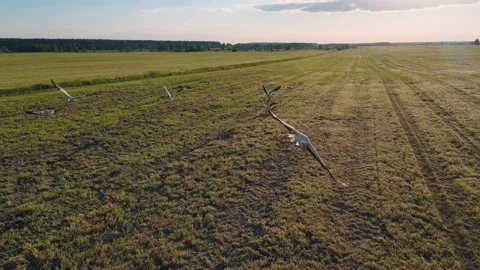 Flock of Storks in Sky, Storks Nest on a field, Birds Family Nesting Stock Footage 155759371